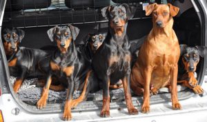 немецкий пинчер в багажнике