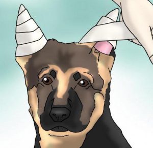 Все о породе собак Немецкая овчарка: когда у нее встают уши и во сколько месяцев их поставить?