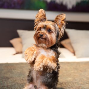 Как оригинально назвать собаку породы Йоркширский терьер: клички для девочек и мальчиков