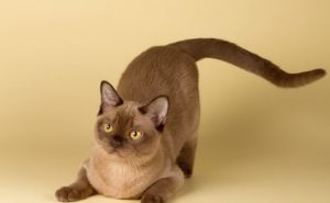 Грация и ум: американская бурма с шелковистой шерстью