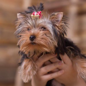 Эти дни у Йоркширского терьера сколько длится течка и какие признаки наступления?