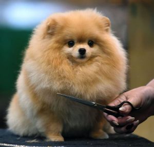 Хитрости и секреты по уходу за Шпицем: как подстричь собачку в домашних условиях?
