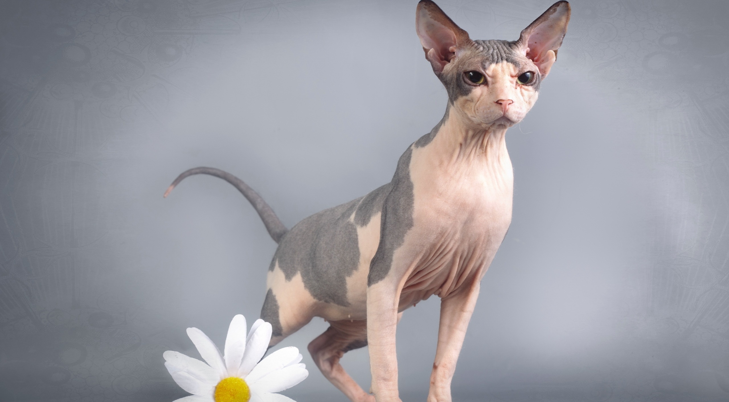 Выбираем оригинальные имена для Сфинксов мальчика и девочки: описание породы