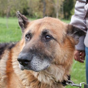 Главные правила для увеличения продолжительность жизни Немецкой овчарки: сколько лет живут собаки?