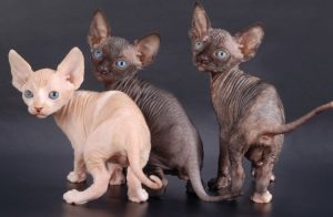 Канадские и донские сфинксы: отличительные черты с описанием породы