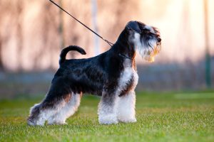 Умный и добрый цвергшнауцер: питомец, который никогда не даст скучать