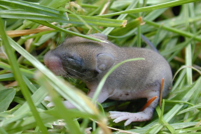 детеныш мыши