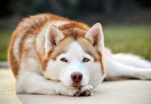 Распространенные и редкие окрасы собаки хаски