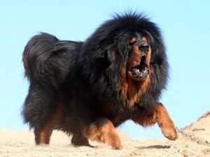 тибетский мастиф