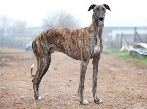 Порода испанский гальго: охотник, аристократ, надежный друг