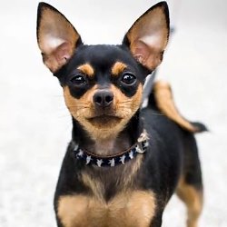 Принципы воспитательного процесса чихуахуа