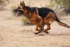 Немецкая овчарка в квартире: особенности содержания и ухода