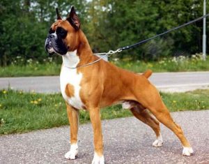 Немецкий боксер: описание породы, советы по содержанию питомца