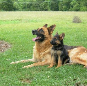Главные правила для увеличения продолжительность жизни Немецкой овчарки: сколько лет живут собаки?