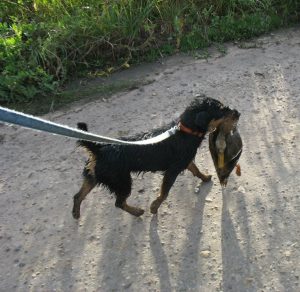 Универсальная охотничья собака из Германии Ягдтерьер: описание и характеристика породы