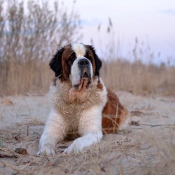 Характер собаки