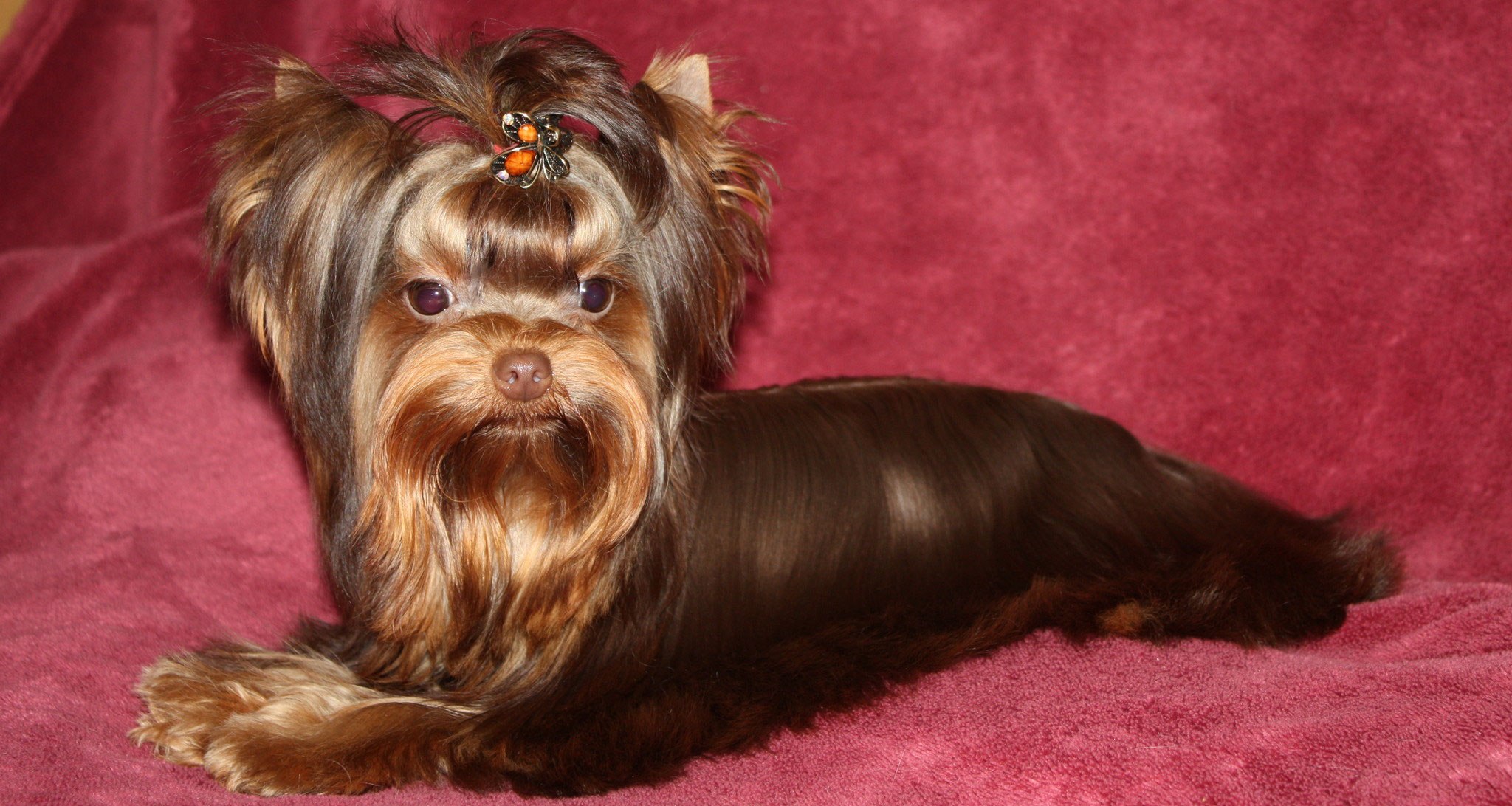 Доброжелательные и любопытные малыши Йоркширский терьер: разновидности щенков, как выбрать?