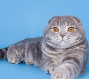 Параметры котят и взрослых кошек шотландской вислоухой породы: средний вес и рост