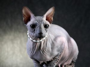 Донской сфинкс: особенности породы, советы по уходу за питомцем