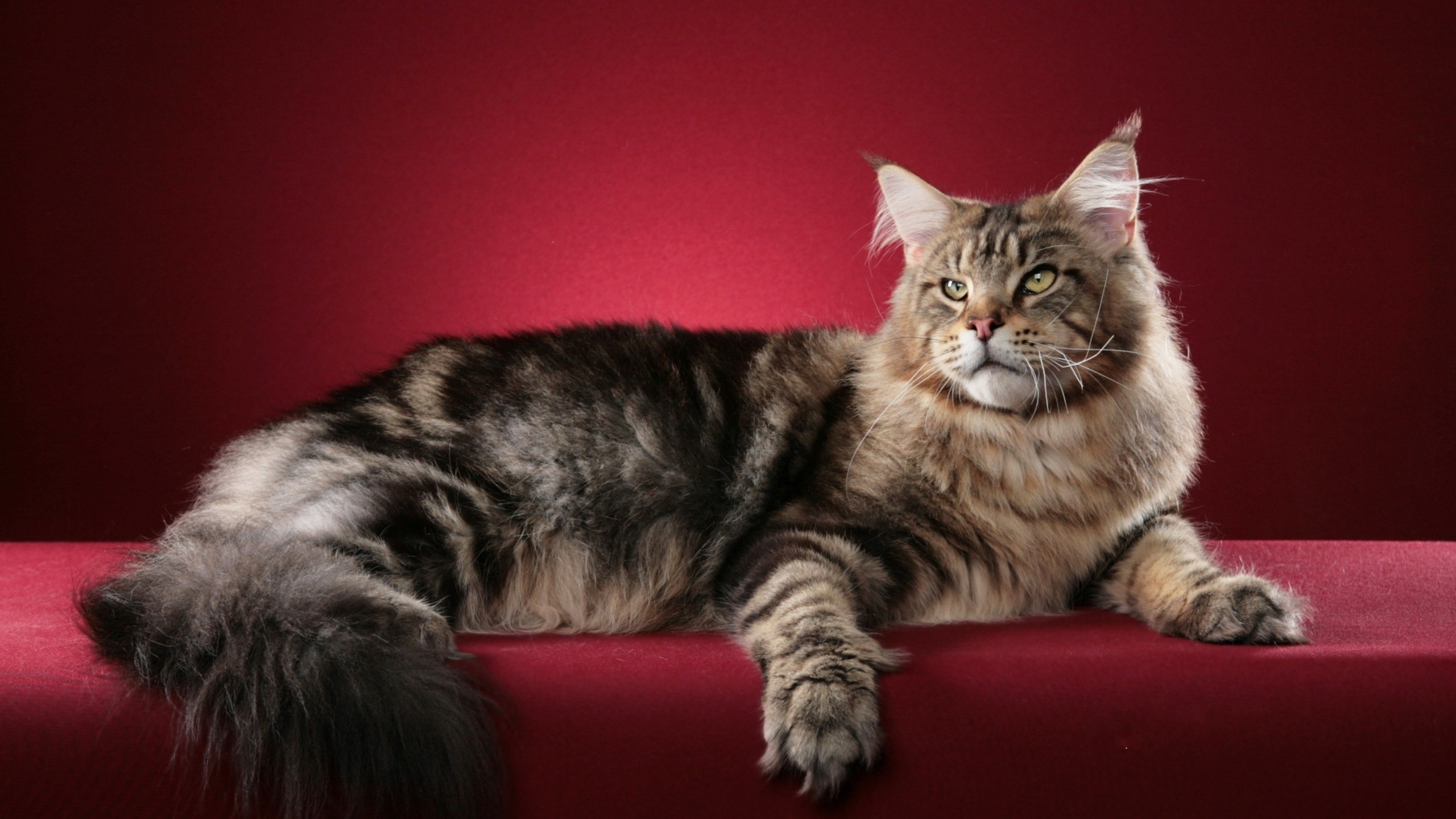 Maine Coon Cat Wallpapers 040 High Resolution 2560 X 1440 - Picturegallerywalls