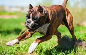 боксер бежит