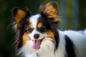 Забавный французский папильон (папийон): описание собак с роскошным окрасом