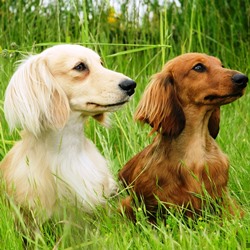 Необходимые процедуры для собаки