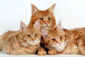 Загадочные домашние рыси мейн кун: особенности породы, характер кошек, советы по уходу