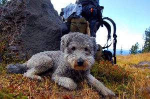 Прекрасный сторож собака пуми: советы, как найти общий язык с четвероногим другом