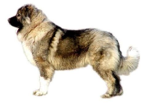 Мохнатый и умный охранник очага Кавказская овчарка: характер и отзывы