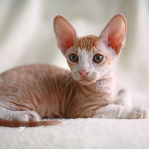 Самые ласковые и умные домашние питомцы Сфинкс с шерстью (Волосатый): описание и характер породы