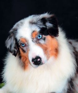 красивая австралийская овчарка