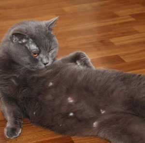 Вся полезная информация о том, сколько длятся роды и беременность Шотландской кошки