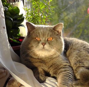 Милый и очень любопытный домашний питомец Шотландская прямоухая кошка (Скоттиш Страйт): окрасы породы