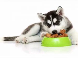 Особенности питания хаски: рекомендации по составлению рациона в домашних условиях