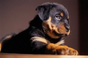 милый щенок ротвейлера