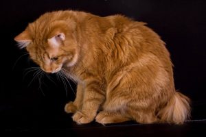 Уникальная кошка курильский бобтейл: лекарь и друг