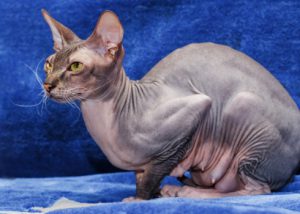 Донской сфинкс: особенности породы, советы по уходу за питомцем