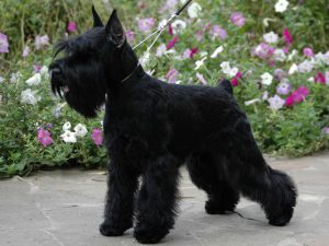 Умный и добрый цвергшнауцер: питомец, который никогда не даст скучать