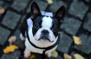 щенок смотрит снизу