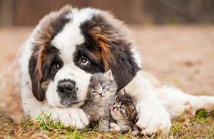 сенбернар и котята