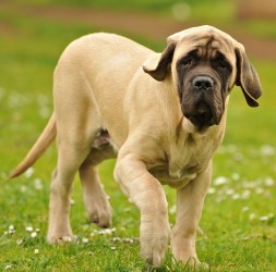 Цена собаки мастиф