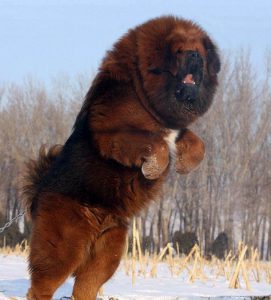 мастиф на задних лапах