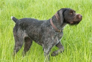 Охотничья, энергичная, рабочая собака дратхаар: особенности характера