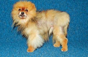 Развитие заболевания алопеции у шпицев и методы лечения