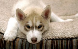 Как живет хаски в квартире: к чему быть готовым, мнение владельцев