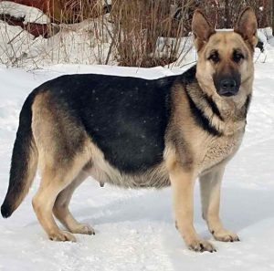 Течение беременности Немецкой овчарки по неделям: сколько ходит беременная собака?