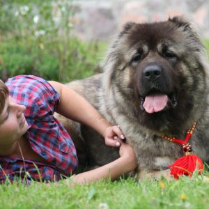 Лохматый и преданный друг человека Кавказская овчарка: характеристика и вес породы собак