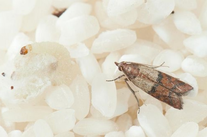 моль в рисе