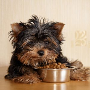 Игривый и преданный малыш Йоркширский терьер: уход и содержание в домашних условиях